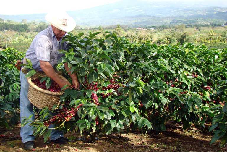 coffee plantation