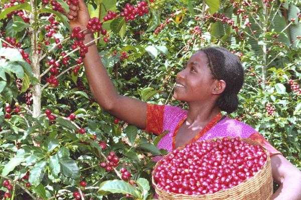 Ethiopia: Export reform aims to boost Forex earnings from coffee