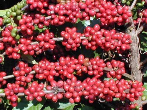 Robusta harvest advances in the main producer regions of Brazil