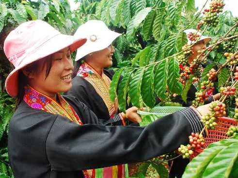 3,000 Vietnamese coffee farmers to benefit from new sustainability project