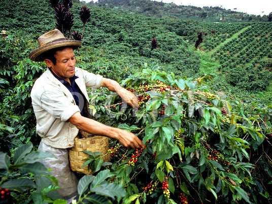 Colombian coffee production