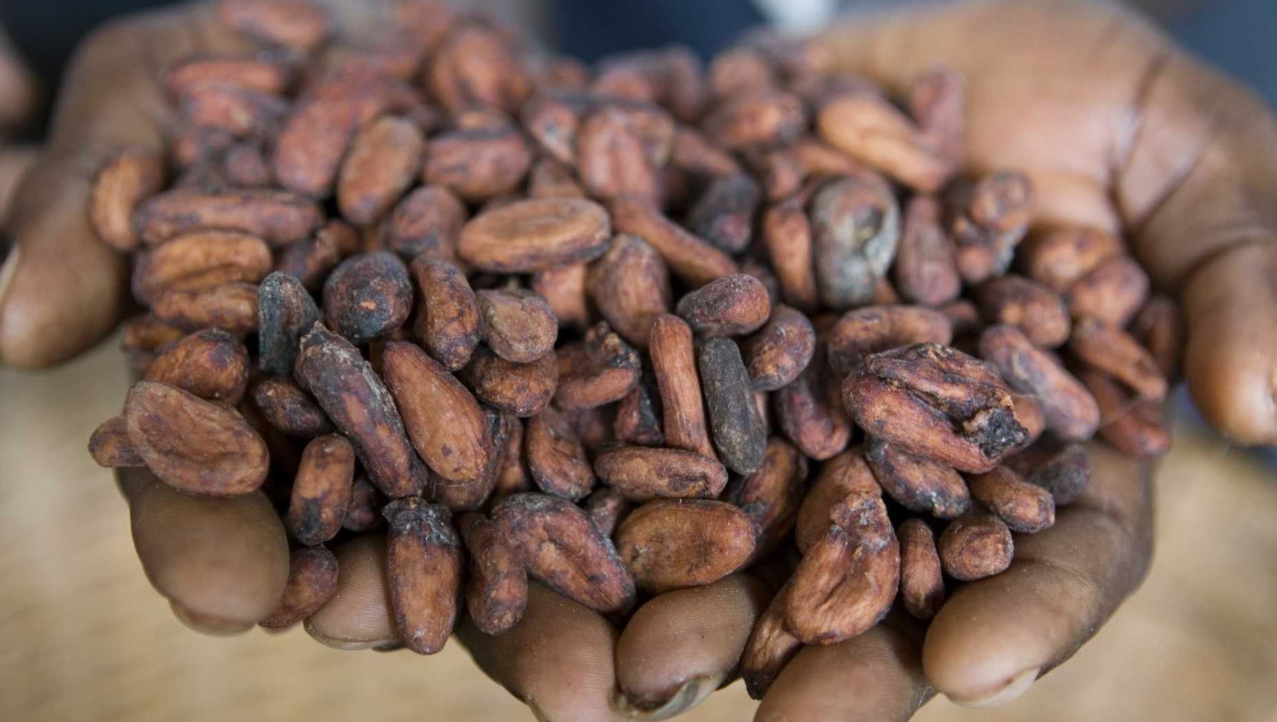 cocoa Fairtrade