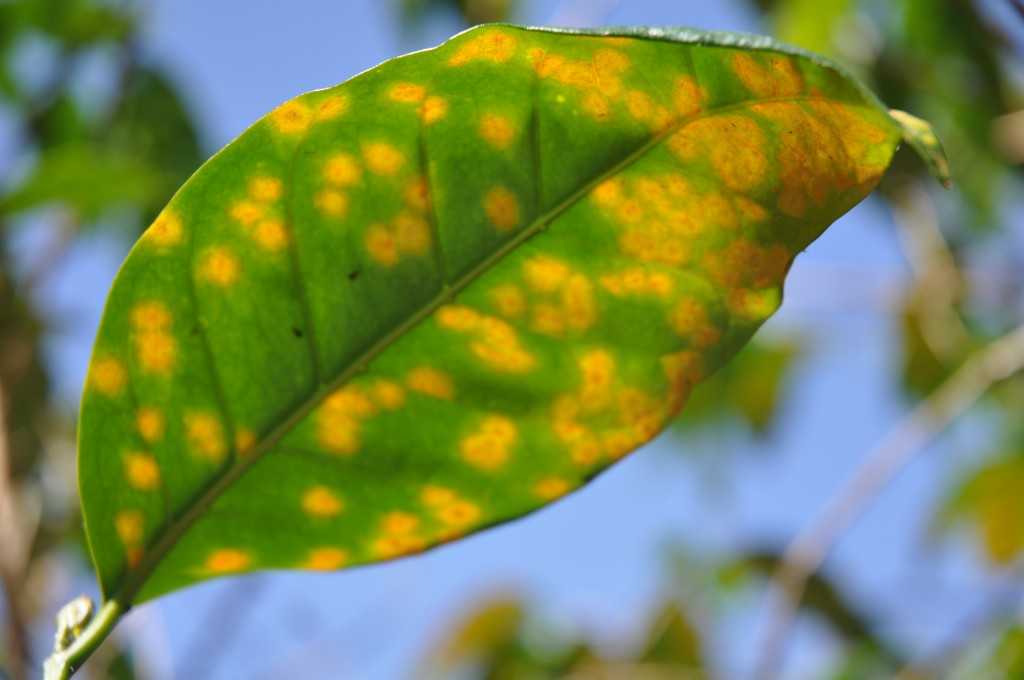 coffee leaf rust