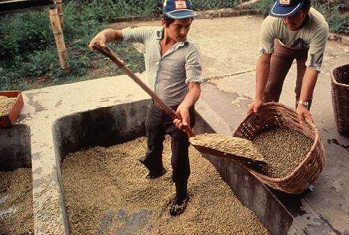 Colombia coffee production