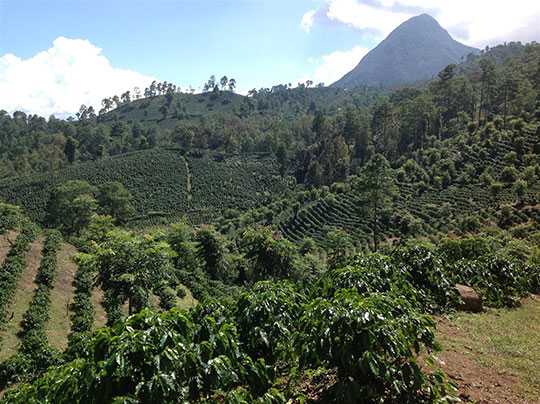 Small coffee farms, increasing returns in Honduras - Comunicaffe  International