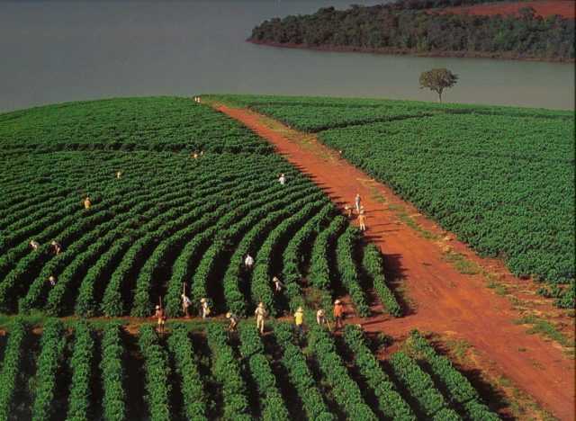 Brazil, Agricultural Prices: CONAB: Average Weekly Prices: Producer:  Coffee