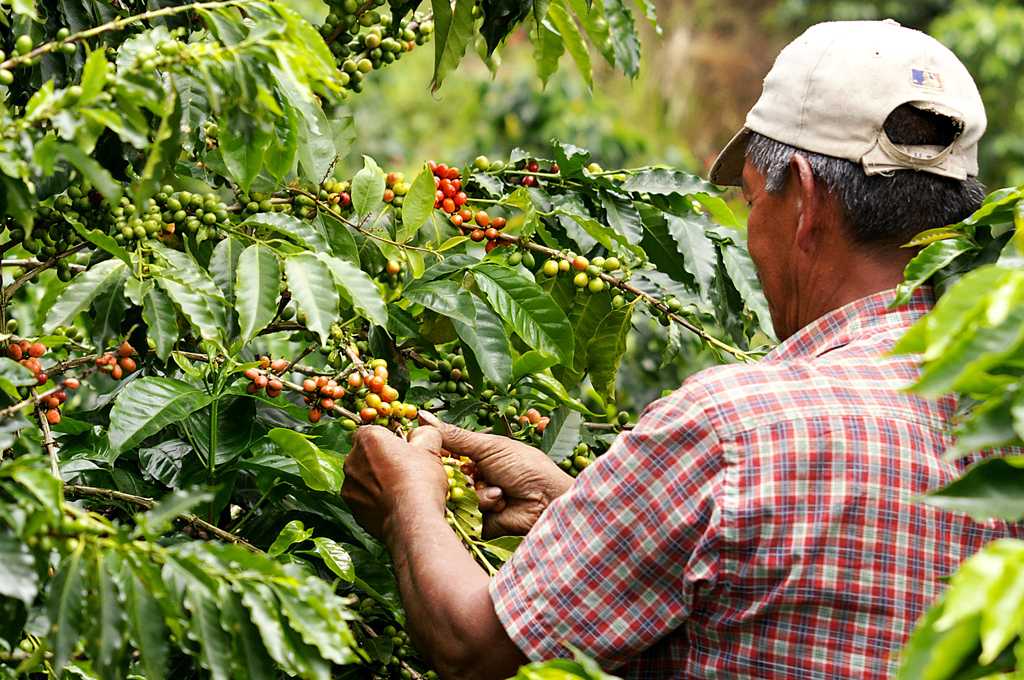 Colombian coffee production