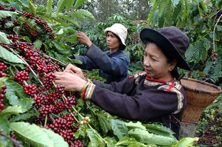 การศึกษาบางชิ้นระบุว่ากาแฟอาจมีประโยชน์ต่อสุขภาพ