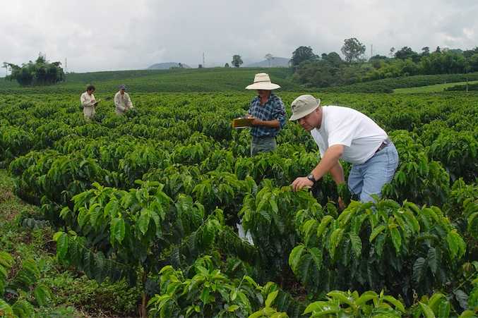 How Colombian coffee growers are adapting to a changing climate