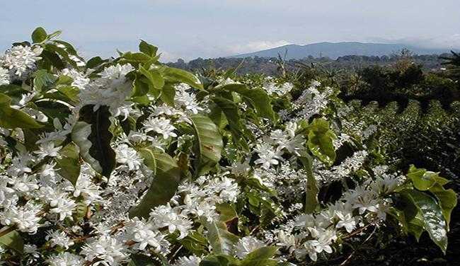 central highlands region whitened by coffee flowers
