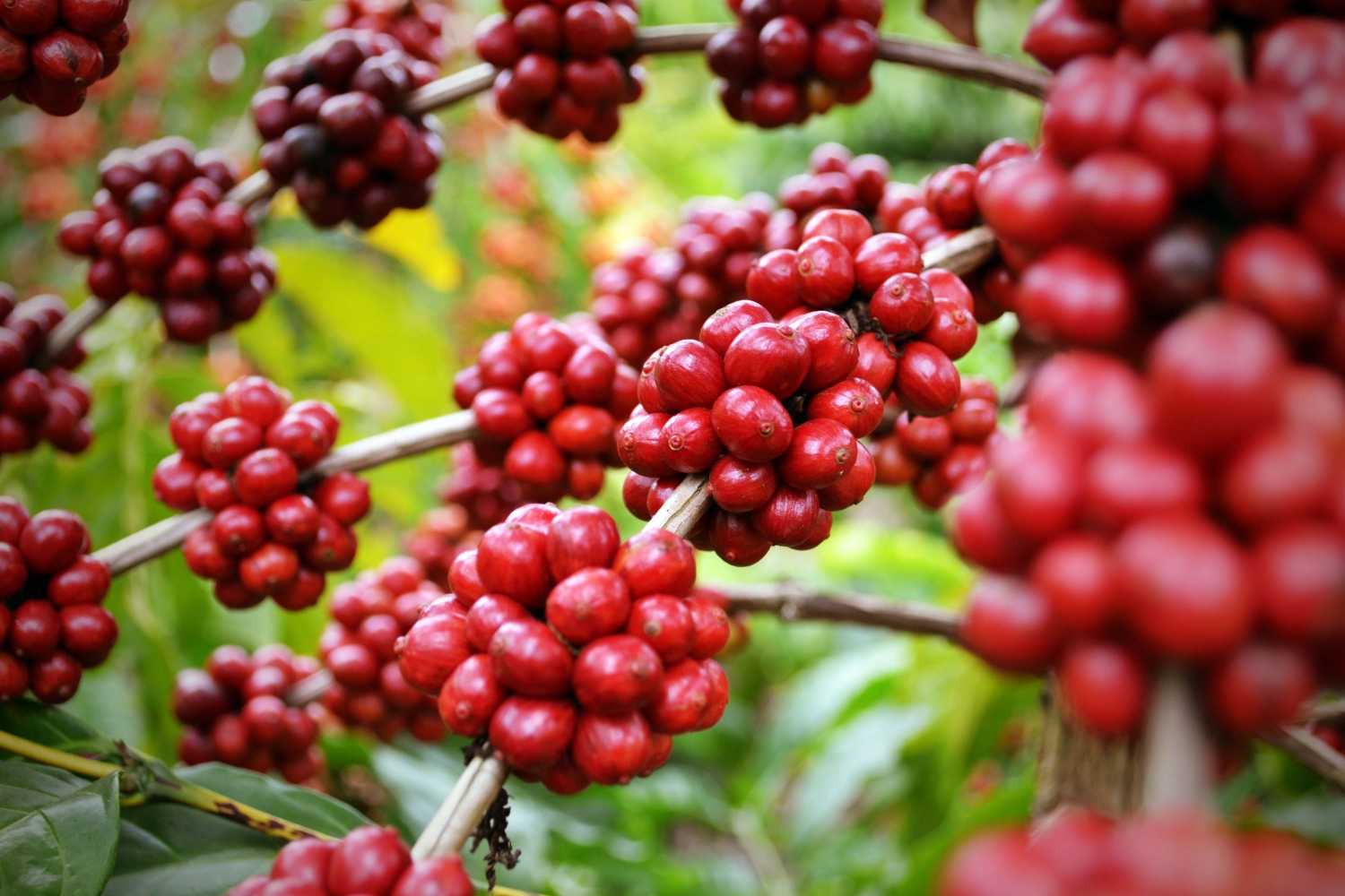 Tanaman kopi jenis Coffea canephora