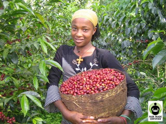 Woman Ethiopia Coffee