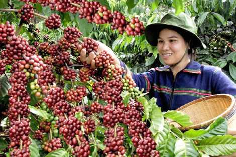 Vietnam coffee exports