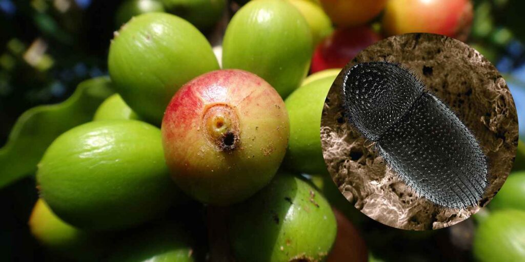 Student Benguet State University builds lure trap for coffee berry borers