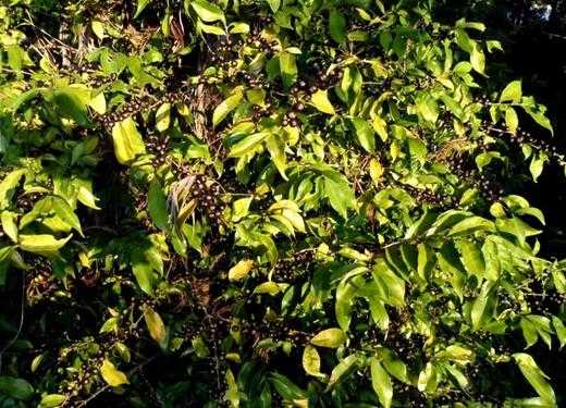 tasting forgotten species