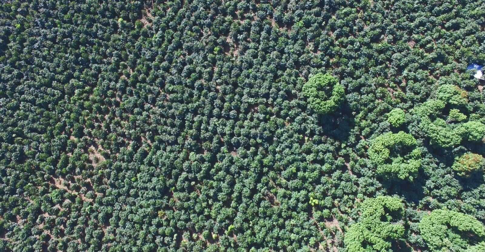 Sơn La coffee Vietnam