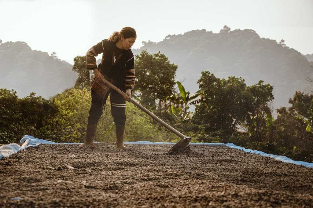 Sơn La coffee Vietnam