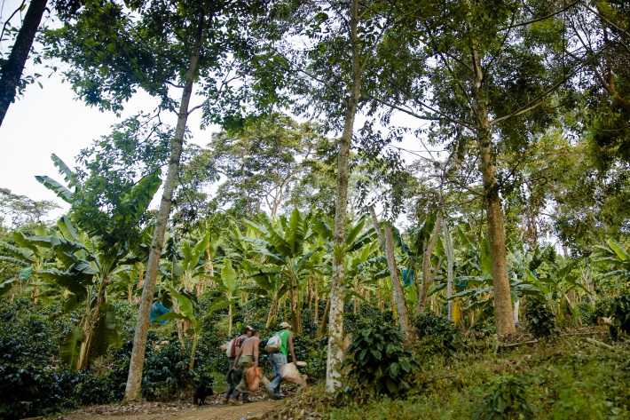 bird watchers shade-grown coffee