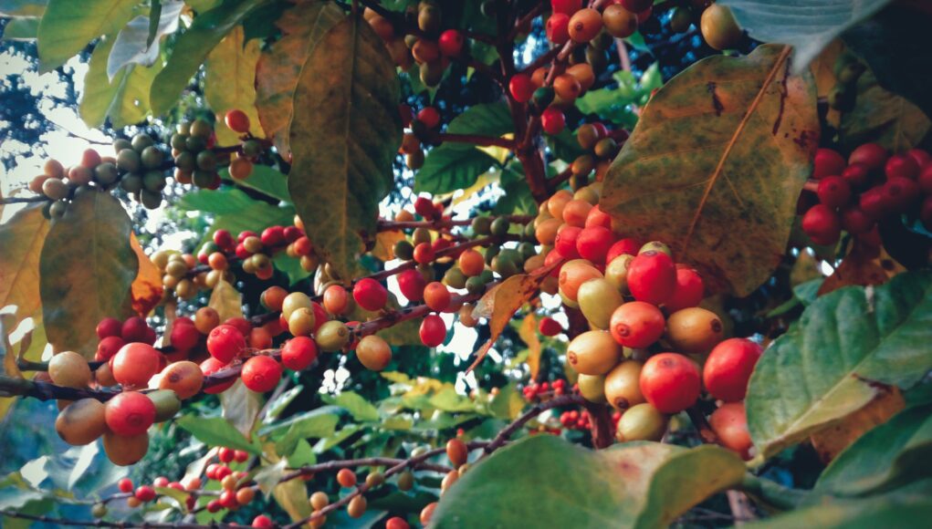 Here is how Nepali coffee producers are building skills despite Covid19