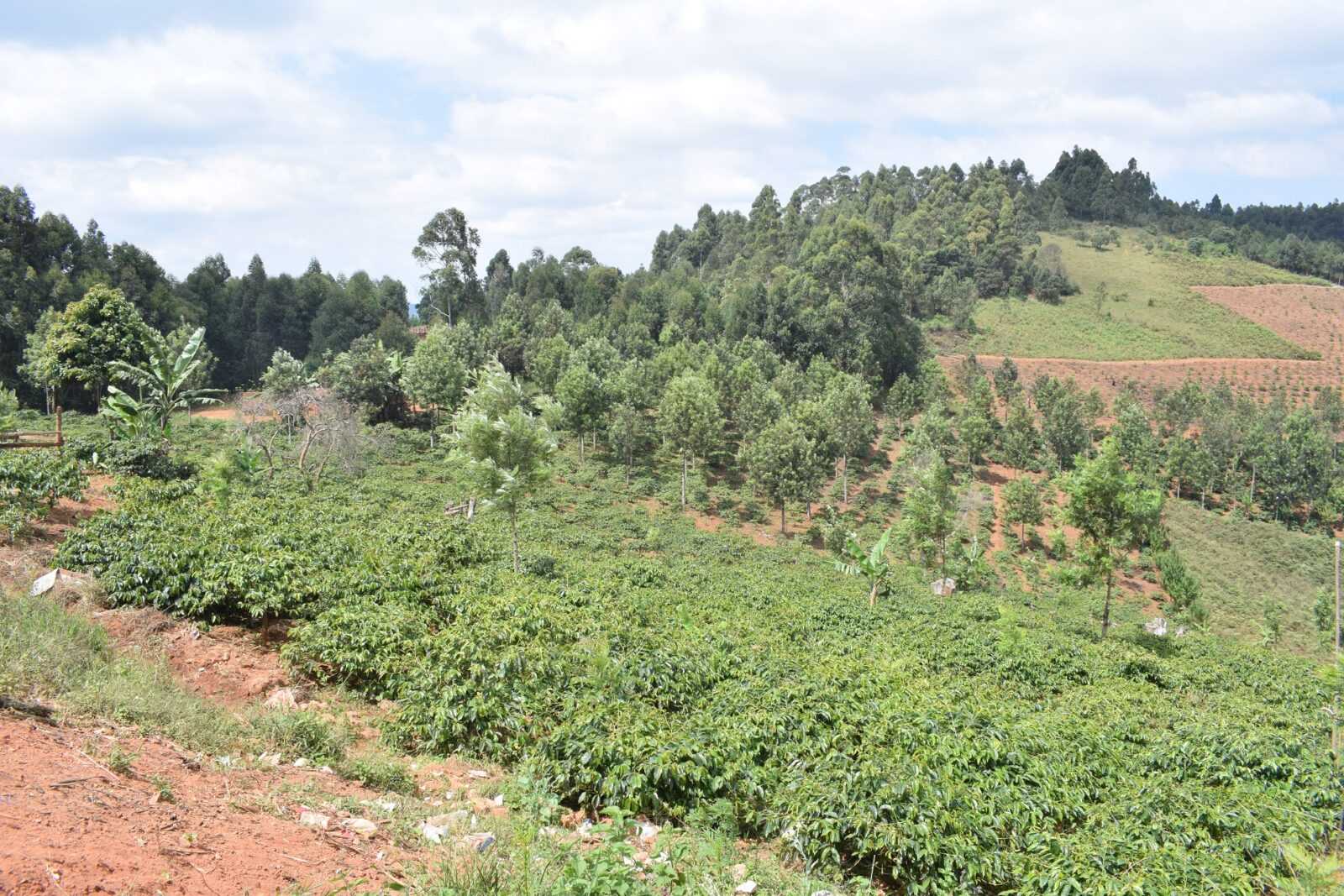 Bühler optical sorter