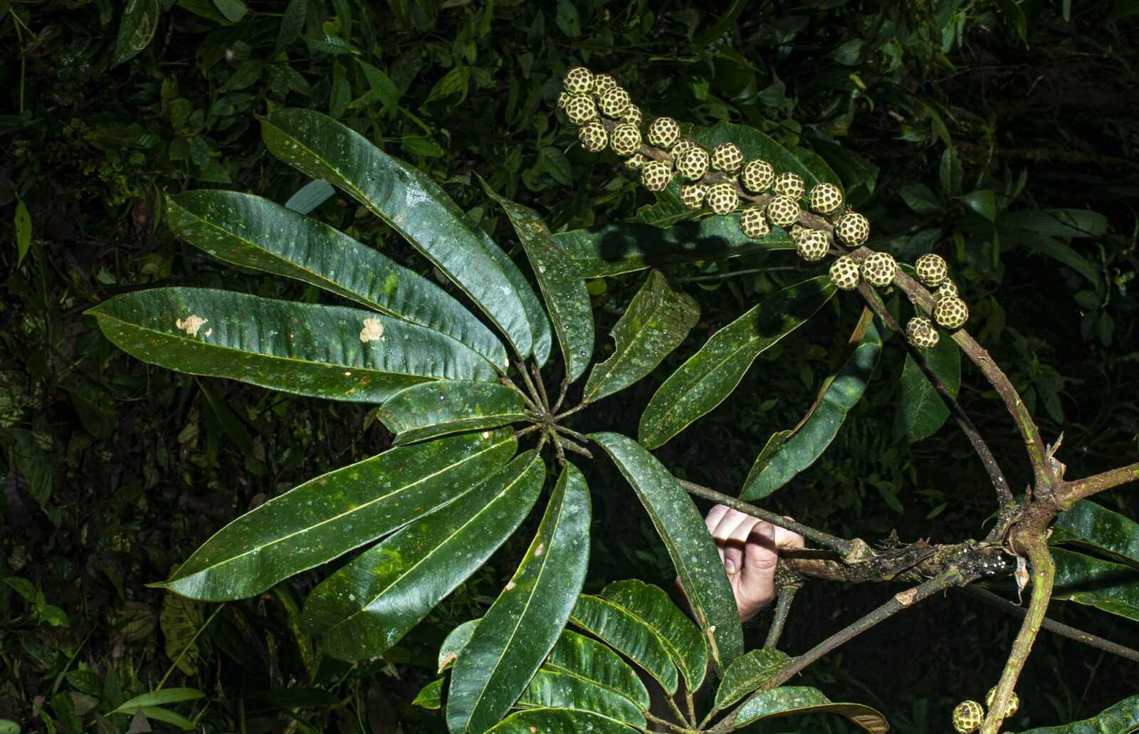 Sciadophyllum Purocafeanum