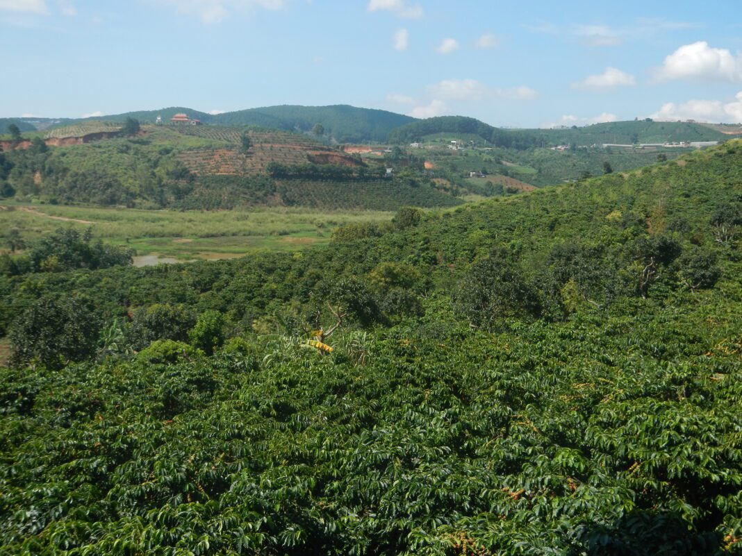 Vietnam Coffee Plantations