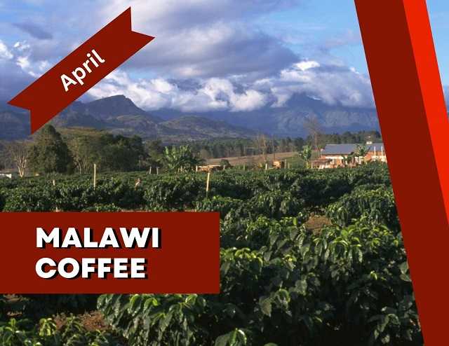Malawian coffee