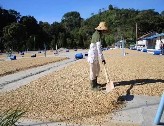 coffee origin trips java