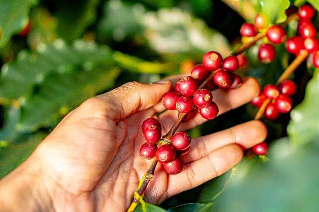 expocaccer coffee cerrado plantation