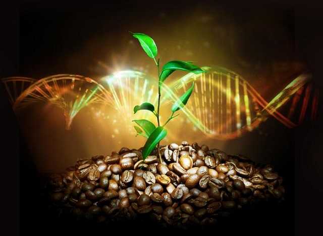 coffee genome