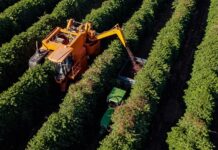 Expocacer launches “Coffee Chain” to revolutionize global coffee trade, connecting producers and buyers worldwide Expocacer