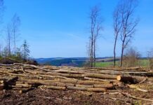 EUDR: EU Council signs off targeted revision to simplify and postpone the regulation EUDR delay