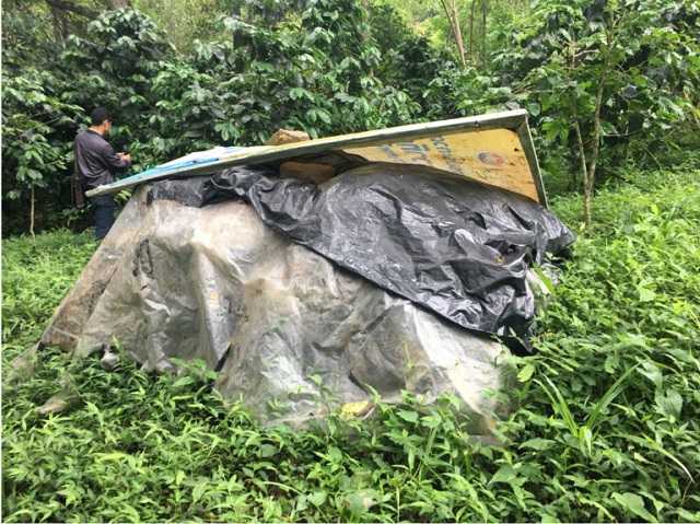 Kirin coffee cherries