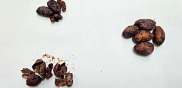 researchers honey cocoa