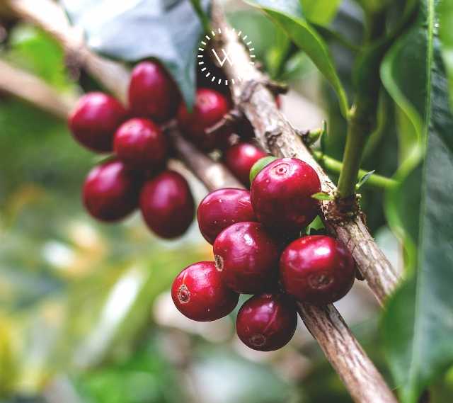 Javier Rojas, Single Origin Filter workshop