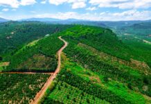 IDH’s landscape approach for coffee production in Vietnam supports EUDR compliance VIETNAM