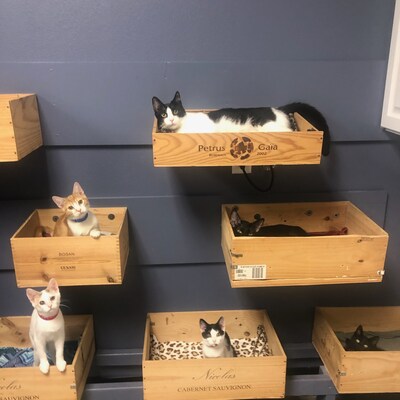 Orlando Cat Café